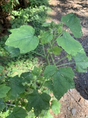 Sidalcea malachroides