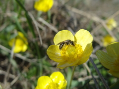 Ranunculus polyrhizos
