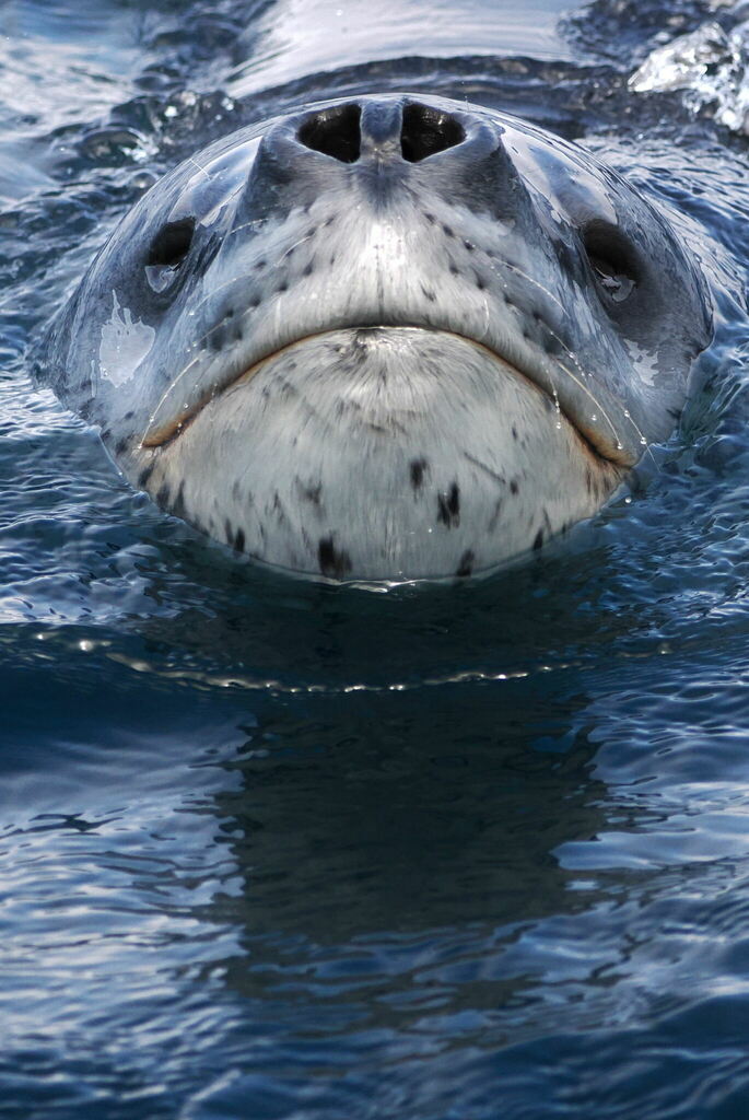 Leopard seal's face at the water surface with its nostrils just above the waterline, Antarctica