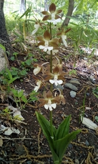 Calanthe discolor