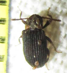 Paragonocnemis rufus