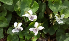 Viola arcuata