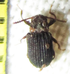 Paragonocnemis rufus