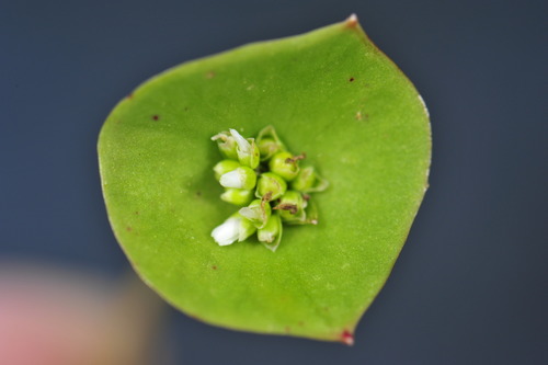 Claytonia perfoliata