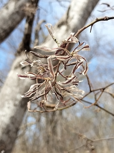 Bauhinia pringlei, photograph 4