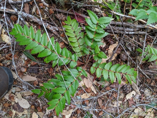 iNaturalist observation photo of Cascade Oregon-grape