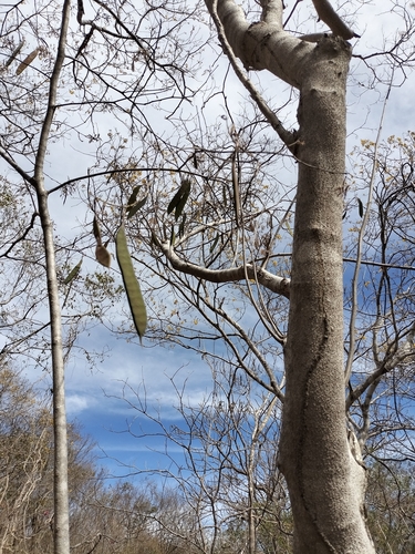 Bauhinia pringlei, photograph 6