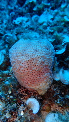 Cyphastrea chalcidicum