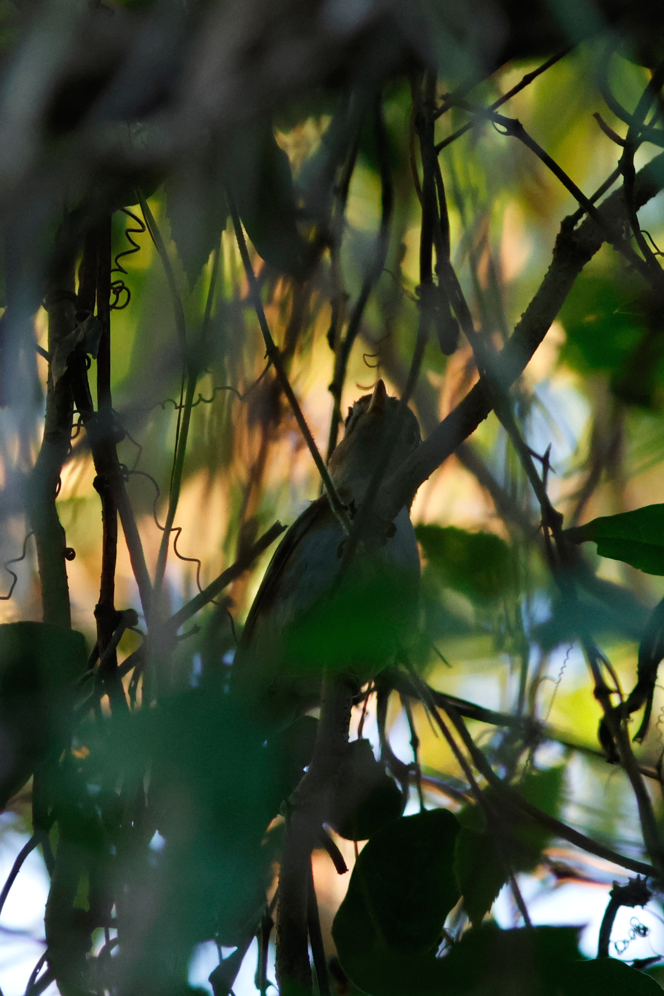 Cozumel Vireo (Vireo bairdi), photo 5
