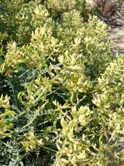Astragalus nevinii