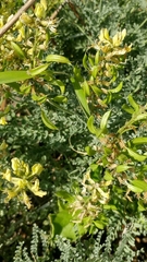 Astragalus nevinii