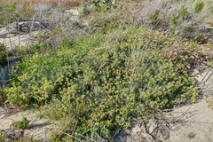 Astragalus nevinii