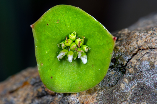 Claytonia perfoliata