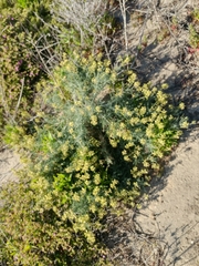 Astragalus nevinii