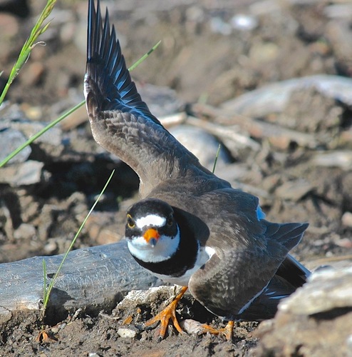 Semipalmated Plover