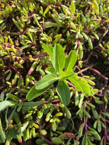 Jacquemontia sandwicensis observed 2024-02-29