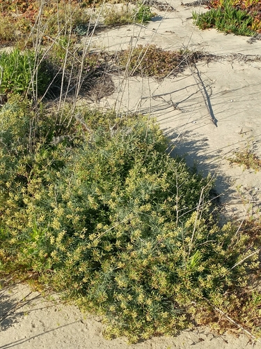 Image of Astragalus nevinii by (c) Casey H. Richart, some rights reserved (CC BY)