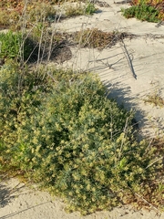 Astragalus nevinii