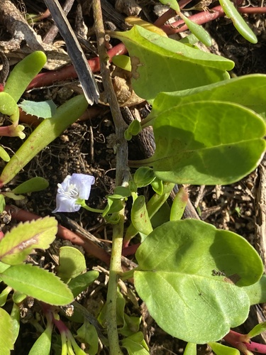Jacquemontia sandwicensis observed 2024-02-29