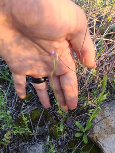Image of Gilia flavocincta by no rights reserved