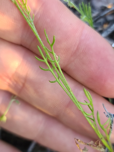 Image of Gilia flavocincta by no rights reserved