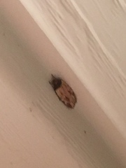 Agonopterix atrodorsella