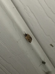 Agonopterix atrodorsella