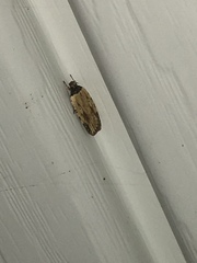 Agonopterix atrodorsella