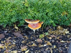 Amanita muscaria