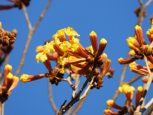 Image of Handroanthus chrysanthus by no rights reserved