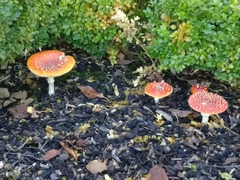 Amanita muscaria