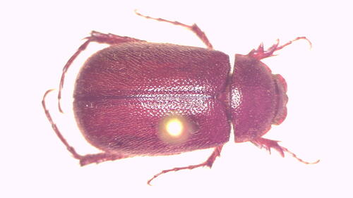 Heteronyx australis