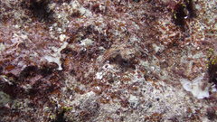 Ecsenius opsifrontalis