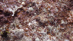 Ecsenius opsifrontalis