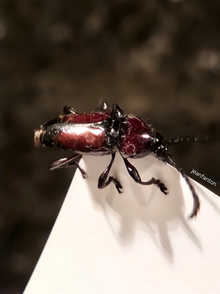 Lissonotus spadiceus