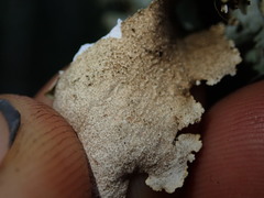 Pseudocyphellaria montagnei