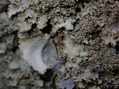 Pseudocyphellaria montagnei