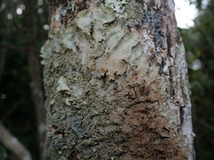 Pseudocyphellaria montagnei