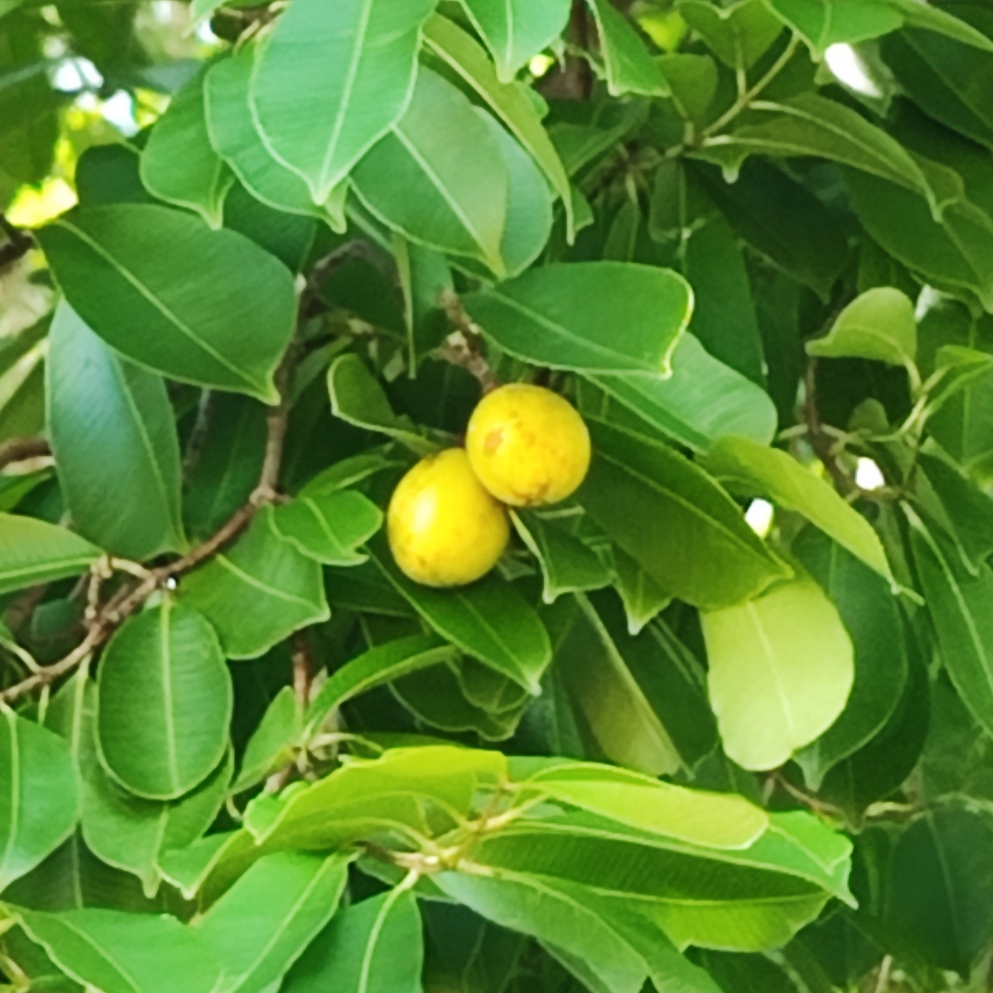 Imagem de Mangaba