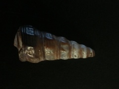 Pyrazus ebeninus