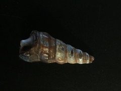 Pyrazus ebeninus