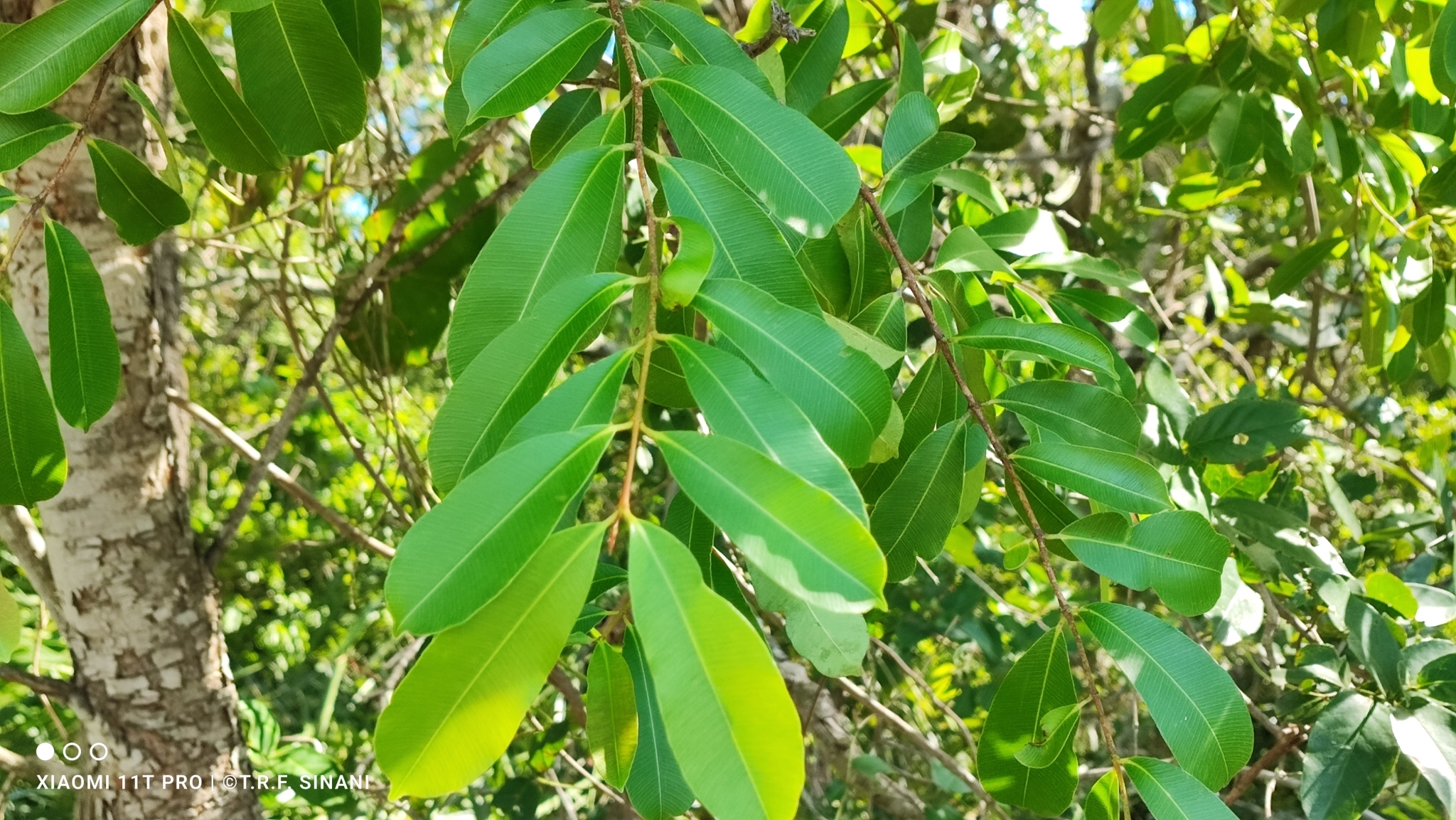 Imagem de Mangaba