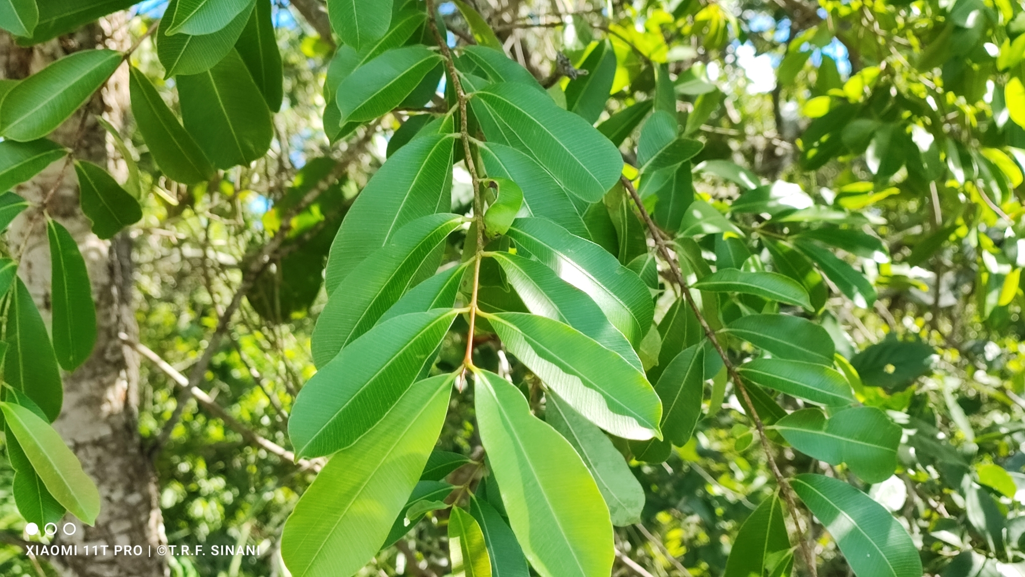 Imagem de Mangaba