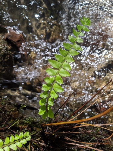 iNaturalist observation photo of Ferns