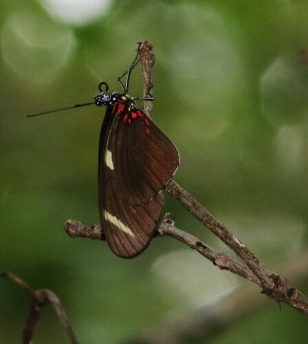 Heliconius sara apseudes