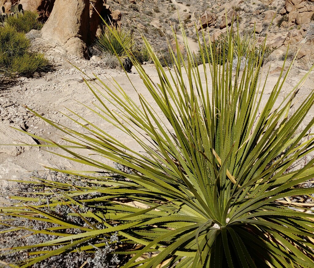 Smooth Sotol from Brewster County, TX, USA on February 22, 2024 at 01: ...