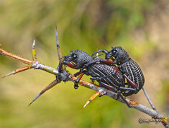 Aegorhinus albolineatus