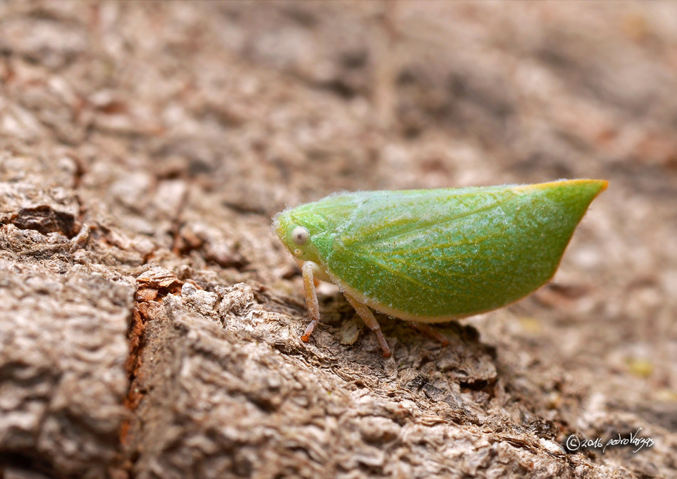 Arelate limbellata