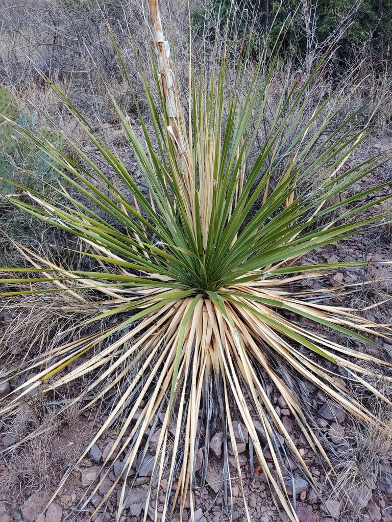 Texas sotol from Brewster County, TX, USA on February 22, 2024 at 06:31 ...