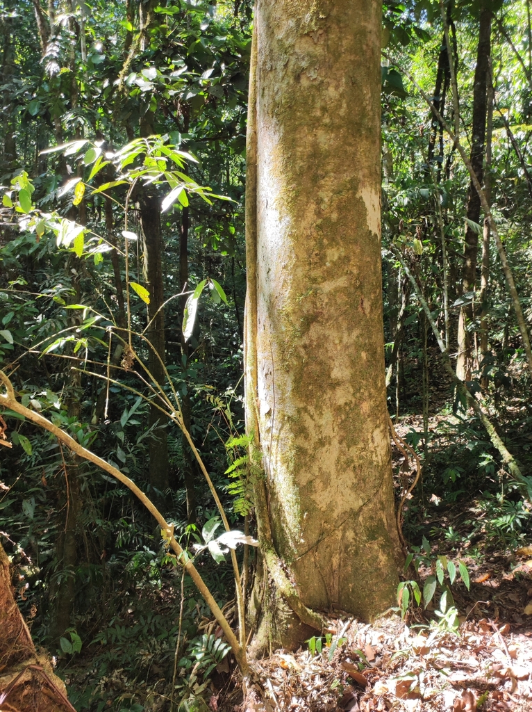 Dacryodes talamancensis from Sabalito, Provincia de Puntarenas, Coto ...